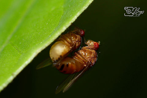 Mating Pair of Acalyptrate flies, Kuching Family Lauxaniidae