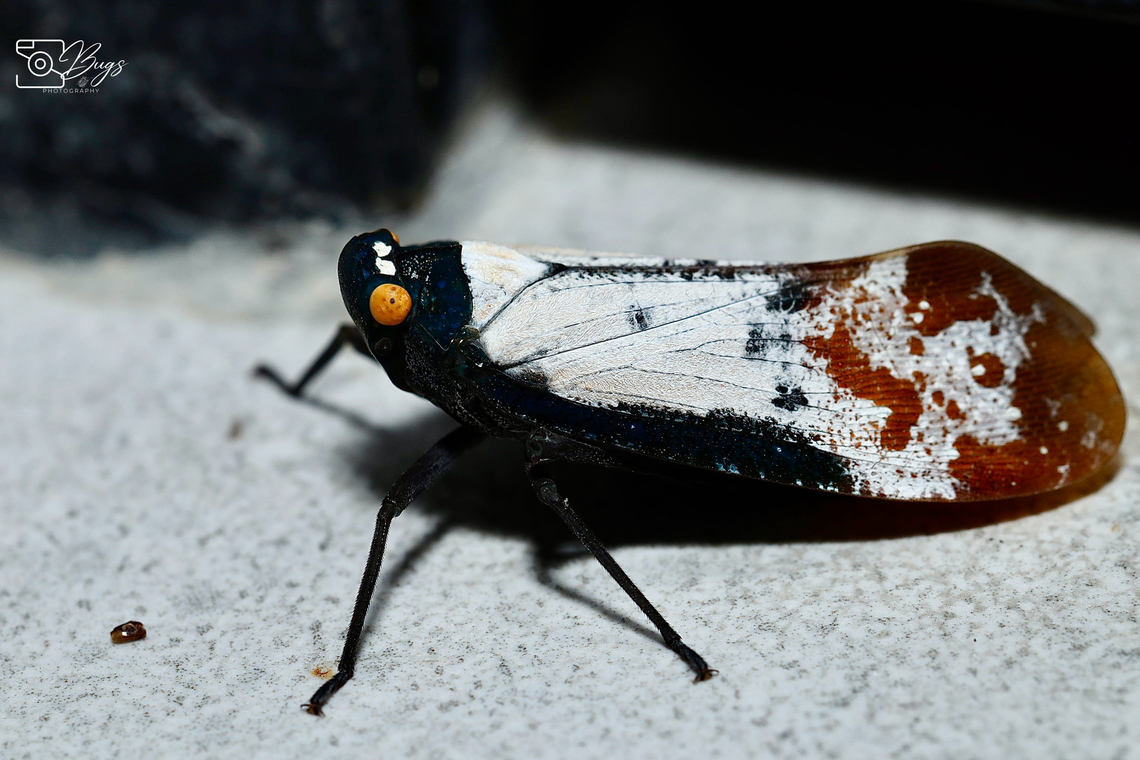 Planthopper, Kuching Penthicodes farinosa Penthicodes farinosa