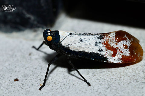 Planthopper, Kuching Penthicodes farinosa Penthicodes farinosa