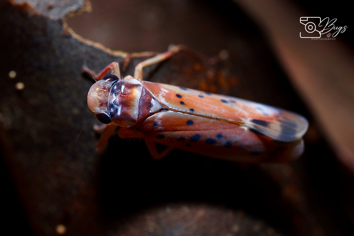 Leaf Planthopper, Kuching Cicadellidae species