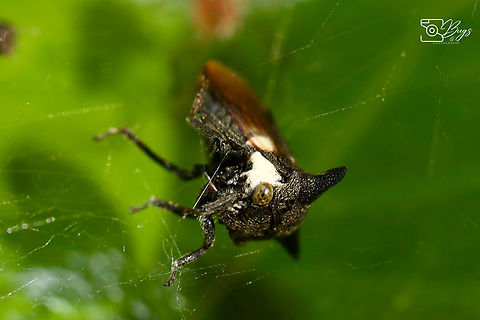 Horned Treehopper, Kuching Tricentus species Horned Treehopper