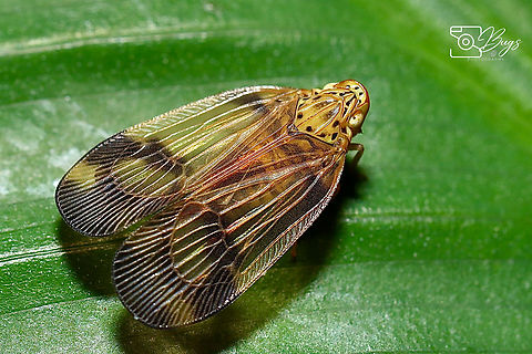 Lophopid Planthoppers, Kuching Family Lophopidae