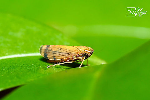 Leafhopper, Kuching Subfamily Coelidiinae