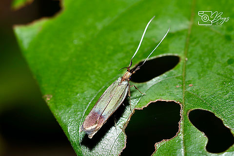 Casebearer Moth, Kuching Coleophora species