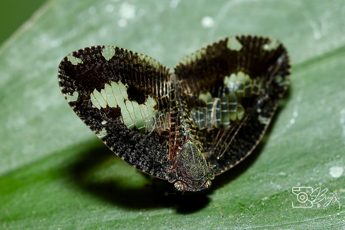 Wings with holes Planthopper, Kuching Ricanoptera fenestrata Ricanoptera fenestrata