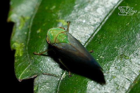 Leafhopper, Kuching Tartessus ferrugineus Tartessus ferrugineus