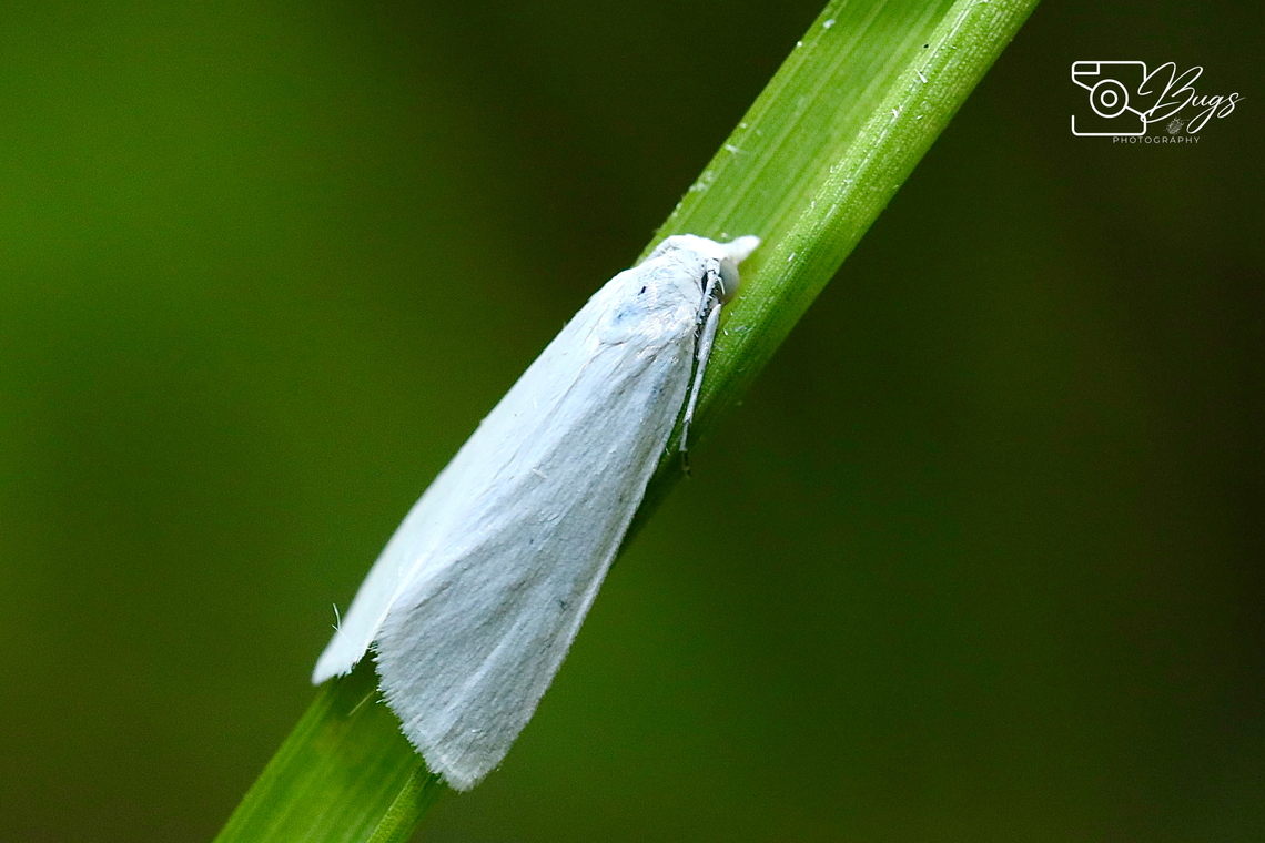 Stem Borer Moth, Kuching Scirpophaga species Scirpophaga imparellus