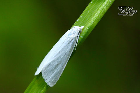 Stem Borer Moth, Kuching Scirpophaga species Scirpophaga imparellus