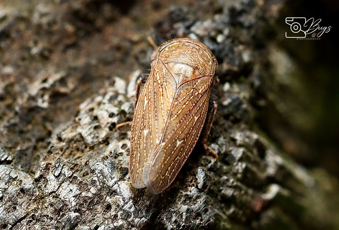 Leafhopper, Kuching Goniagnathus species