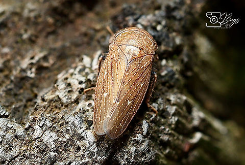Leafhopper, Kuching Goniagnathus species