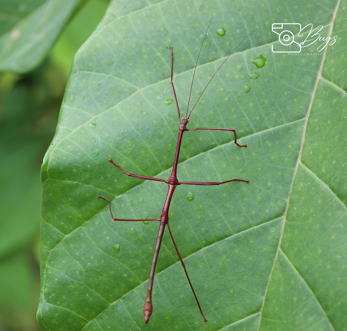 Stick Insect, Kuching Family Lonchodidae<br />
Tribe Lonchodini<br />
Carausius nodosus Carausius nodosus
