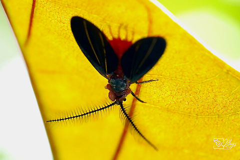 Adult Giant Scale Insect, Kuching Drosicha corpulenta Drosicha corpulenta