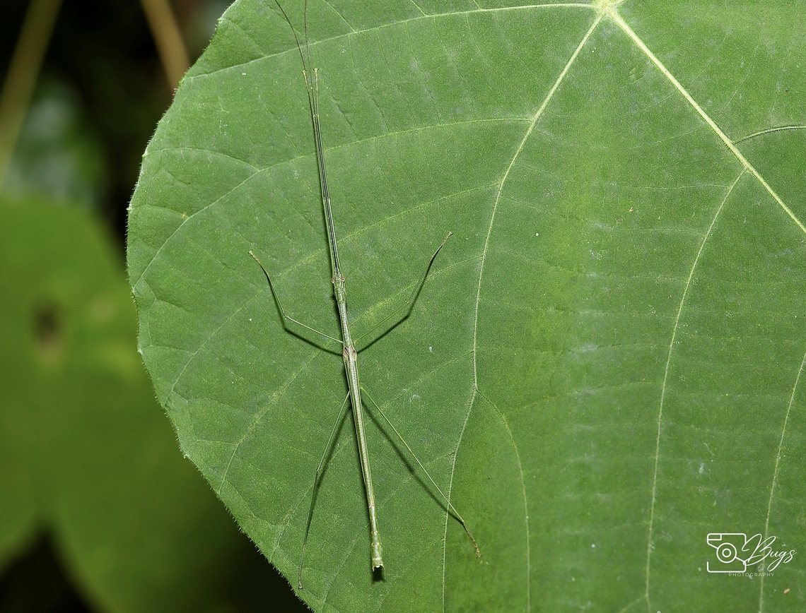 Palm Stick Insect, Kuching Graeffea seychellensis Graeffea seychellensis,Seychelles Palm Stick Insect