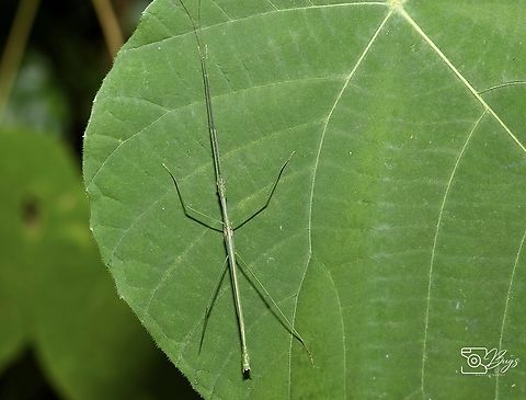 Palm Stick Insect, Kuching Graeffea seychellensis Graeffea seychellensis,Seychelles Palm Stick Insect