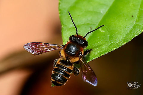 Broad-headed Leafcutter Bee