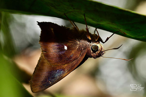 Common Awl Butterfly, Kuching Hasora badra Common Awl,Hasora badra
