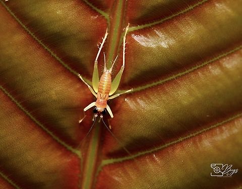 Sword-tailed Cricket, Kuching Trigonidium species