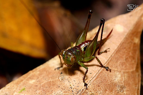Bush Cricket, Kuching Lipotactes virescens Lipotactes virescens