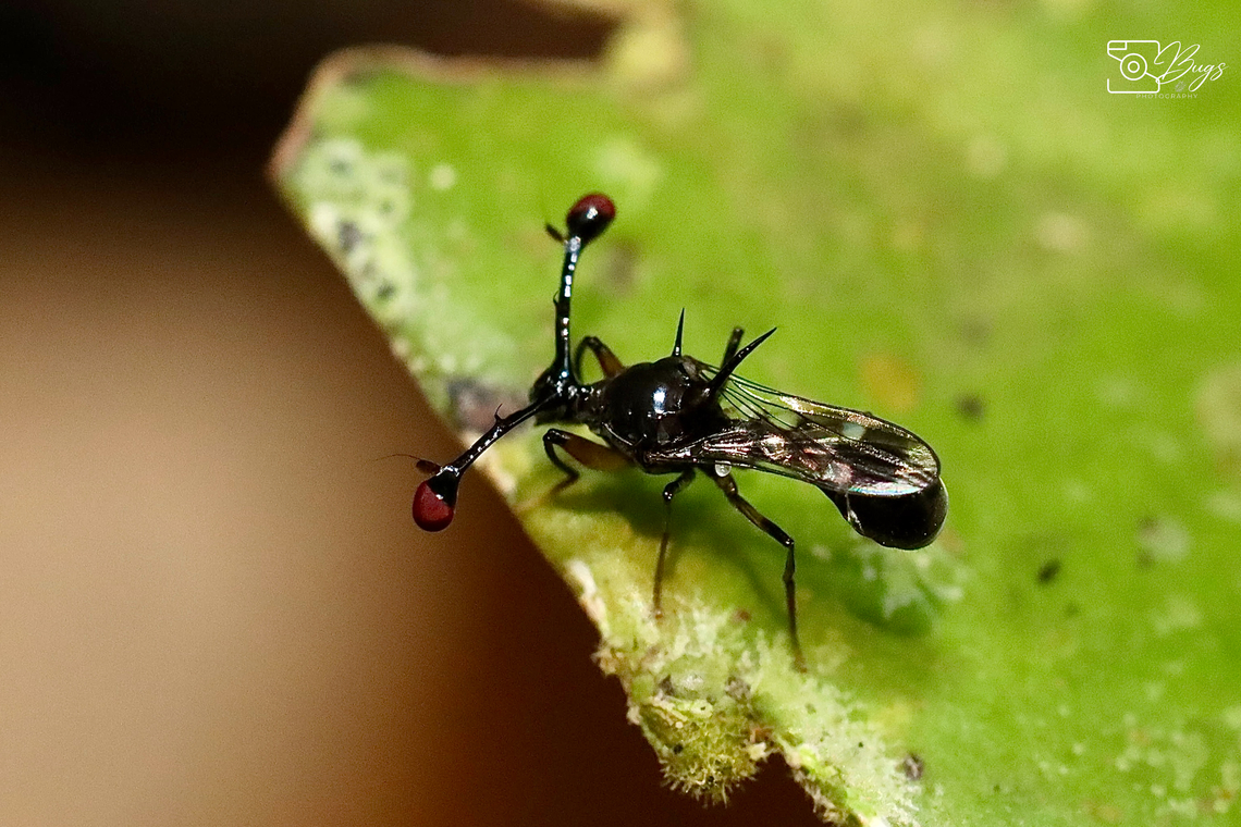 Malaysian Stalked-eyed Fly, Kuching Teleopsis dalmanni Teleopsis dalmanni,Teleopsis pharao