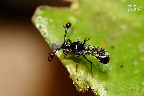 Malaysian Stalked-eyed Fly, Kuching Teleopsis dalmanni Teleopsis dalmanni,Teleopsis pharao