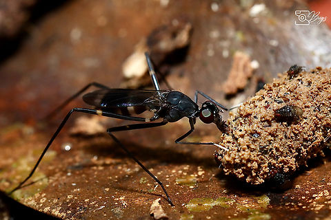 Stilt-legged Fly, Kuching Family Micropezidae