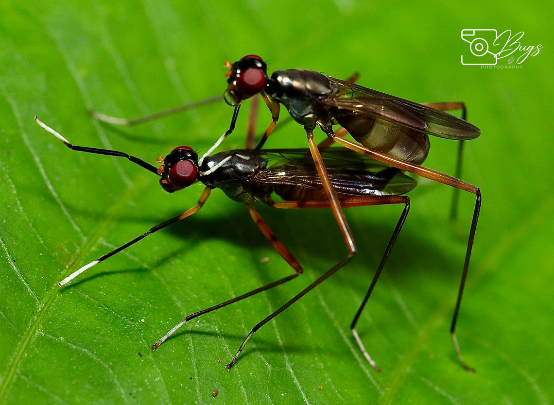 Stilt-legged Fly, Kuching Family Micropezidae<br />
Mimegralla albimana Mimegralla albimana