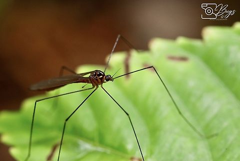Crane Fly, Kuching Family Tipulidae