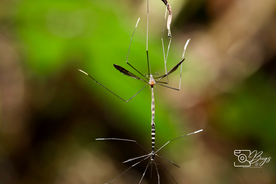 Mating pair of Crane Fly, Kuching Family Tipulidae
