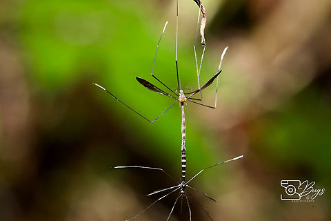 Mating pair of Crane Fly, Kuching Family Tipulidae