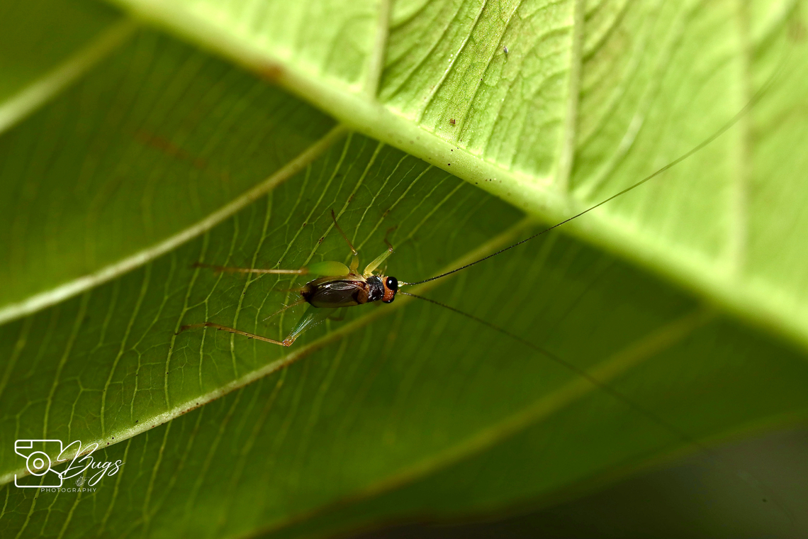 Sword-tailed Cricket, Kuching Trigonidium species