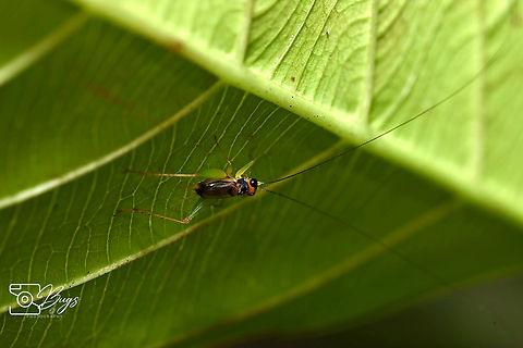 Sword-tailed Cricket, Kuching Trigonidium species