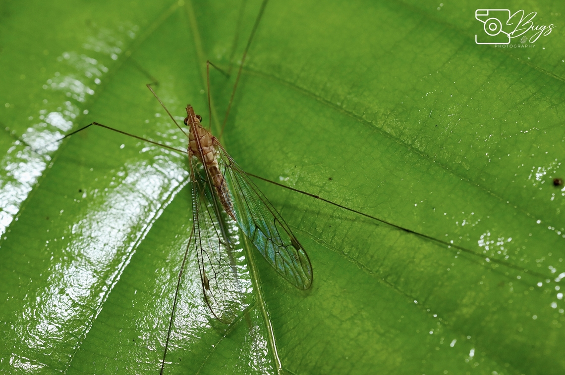 True Crane Fly, Kuching Maekistocera species