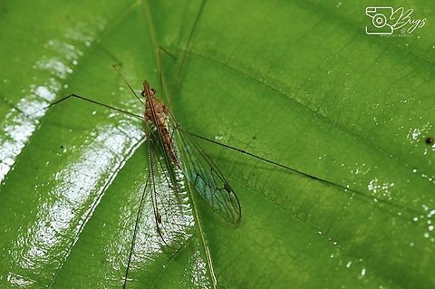 True Crane Fly, Kuching Maekistocera species