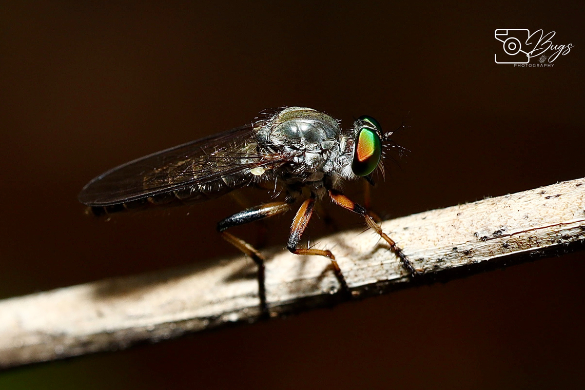 Beautiful Robber Fly, Kuching Tribe Ommatiini