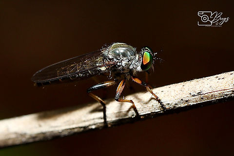 Beautiful Robber Fly, Kuching Tribe Ommatiini