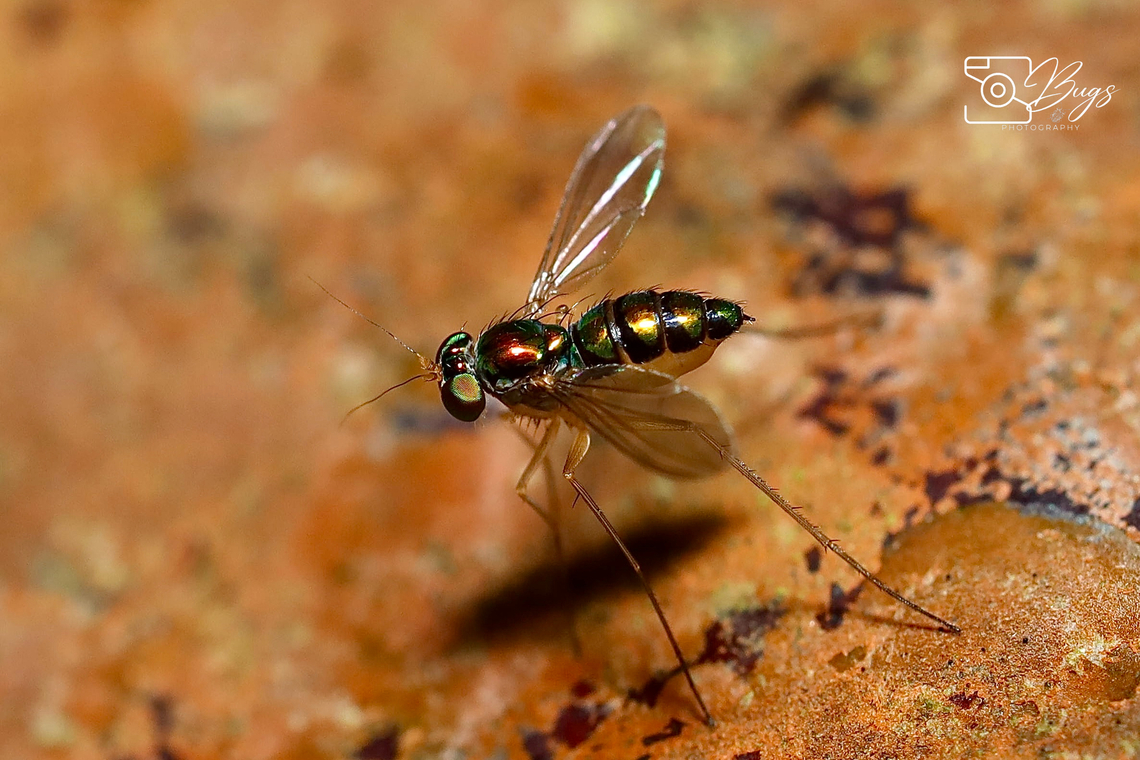 Long-legged Fly, Kuching Family Dolichopodidae<br />
Condylostylus species