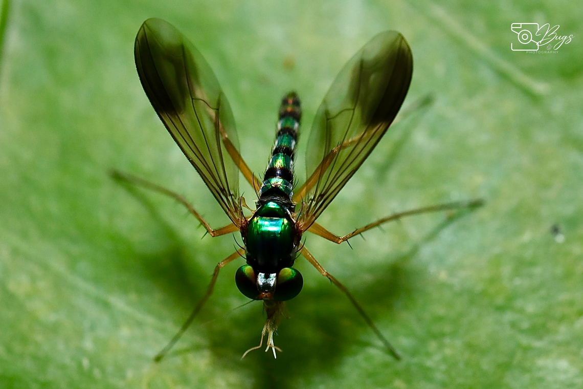 Long-legged Fly, Kuching Family Dolichopodidae<br />
Plagiozopelma lichtwardti Plagiozopelma lichtwardti