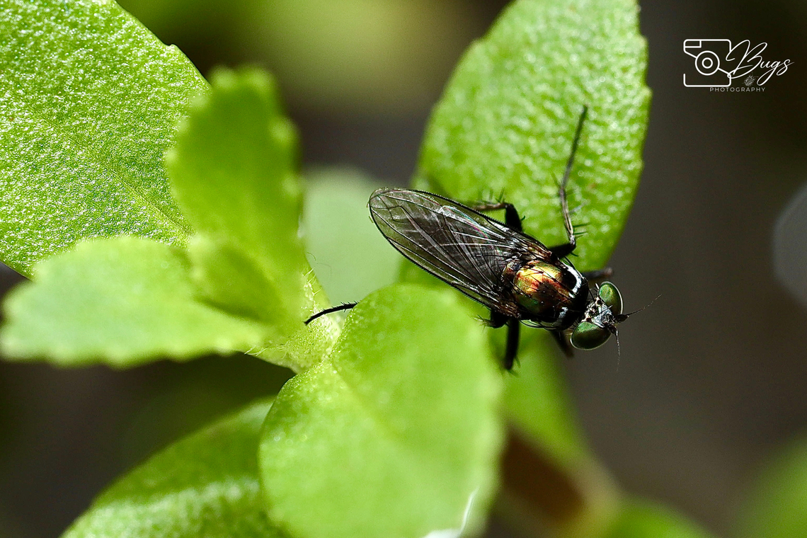 Long-legged Fly, Kuching Family Dolichopodidae
