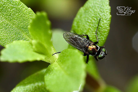 Long-legged Fly, Kuching Family Dolichopodidae