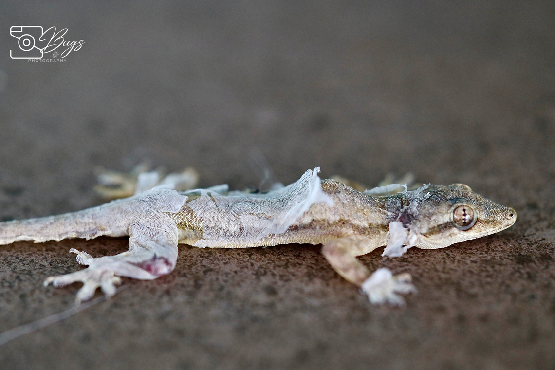 Flat-tailed House Gecko, Kuching Hemidactylus platyurus Flat-tailed house gecko,Hemidactylus platyurus
