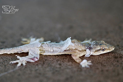 Flat-tailed House Gecko, Kuching Hemidactylus platyurus Flat-tailed house gecko,Hemidactylus platyurus