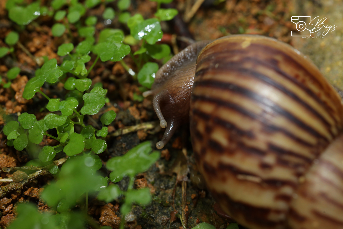Giant African Land Snail, Kuching Lissachatina fulica Giant African land snail,Lissachatina fulica