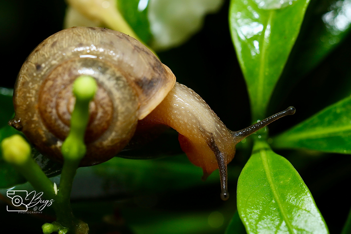 Asian Tramp Snail, Kuching Bradybaena similaris Asian trampsnail,Bradybaena similaris