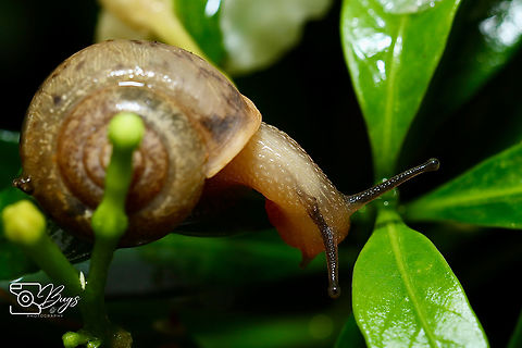 Asian Tramp Snail, Kuching Bradybaena similaris Asian trampsnail,Bradybaena similaris