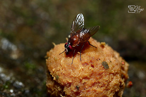 Fly, Kuching Dichaetomyia species