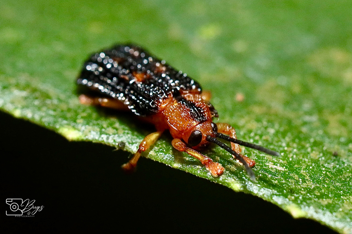 Leaf Beetle, Kuching Gonophora cariosicollis Gonophora cariosicollis