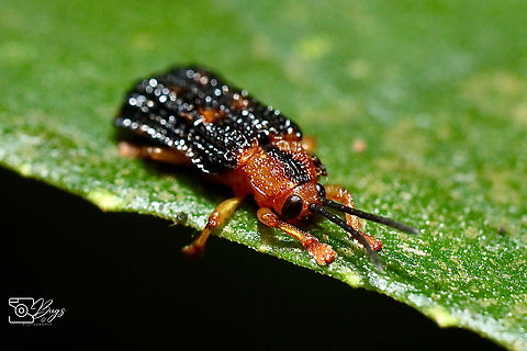 Leaf Beetle, Kuching Gonophora cariosicollis Gonophora cariosicollis