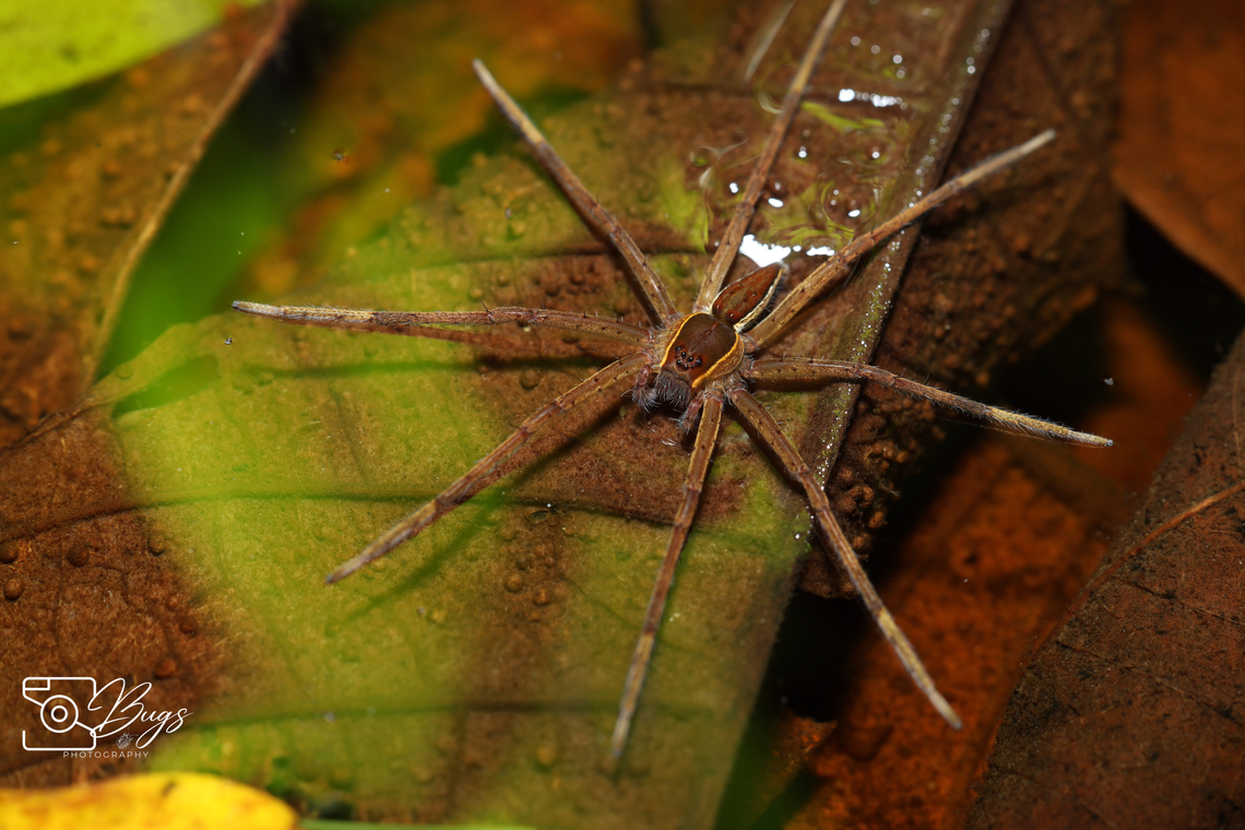 Common White-flanked Water Spider, Kuching Nilus albocinctus Common White-flanked Water Spider,Nilus albocinctus