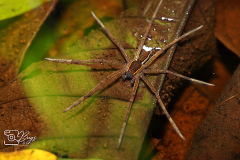 Common White-flanked Water Spider, Kuching Nilus albocinctus Common White-flanked Water Spider,Nilus albocinctus