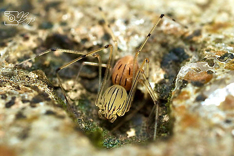 Pale Spitting Spider, Kuching Scytodes pallida Scytodes pallida,Spitting Spider